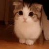 😽 Gatitos Que Necesitas 2 😻 11