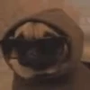 Reações do cão 21