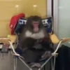 Monos y changuitos 5 🦧🦍🐒 5