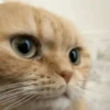 Gatos. | @illvocano  Haki. 9