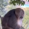 Monkey 13