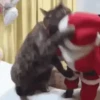 Natal engraçado 9