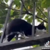 Милый движущийся кот GIF 19