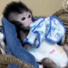 🧿Monkey🐒Changuitos🐵 25