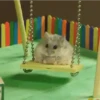 🐹✨️REACCIONES HAMSTER FUNNY✨️🐹 14