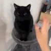 Gata loca 24