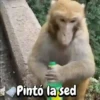 Pintó la sed
