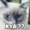 Indian memes 9