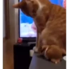 99% cats 12