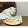 99% cats 6