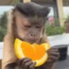 Monkeys 🤎🐵 17