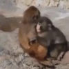 Macaco abandonado  11