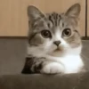 🐾 Gatos ramdon 2 🐈 21