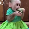 🧿Monkey🐒Changuitos🐵 22