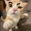 Gatos memes 15