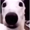 Nao grita 5