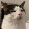 Gatos memes 12