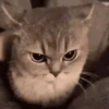 Animalitos cute ✨😸🐾 16