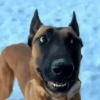 🐶Reacciones de Perritos🐶 13