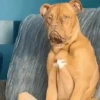 🐶Reacciones de Perritos🐶 5