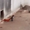 Macaco abandonado  8