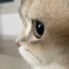 🌈🐈Reaccion Gatos Pal Chat🐈‍⬛🌈 12