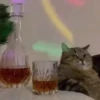 Cat🍀 5