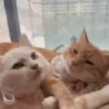 CAT 🩷 14