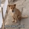 Animalitos cute ✨😸🐾 15