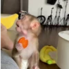 🧿Monkey🐒Changuitos🐵 13