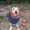 🐕 Apple Dog Perro con🍎 14