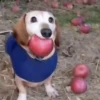 🐕 Apple Dog Perro con🍎 8