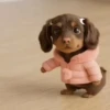 🎵 TIKTOKeando 46 🎵 6