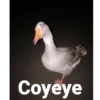 Coyeye