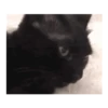 Gatito sacando la lengua 💋😝 13