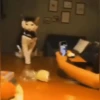 Escapes y peleas épicas 🐱🐶 9