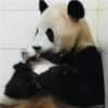 Panda 🐼 9
