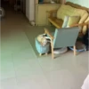 99% cats 9