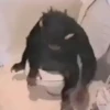 Macaquinho vida Loka 🫨 8