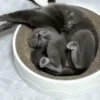 Escapes y peleas épicas 🐱🐶 7