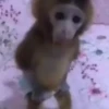 Monkeys 🤎🐵 20