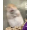 Hamster 🐁🩷🐀 16