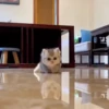 Gatinhos little cats 6