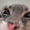Gatos memes 8