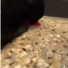 Gata loca 10