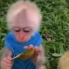 Monkeys 3 15