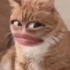 Gatos memes 6