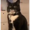Gatos y cosas 🫠🫠 10
