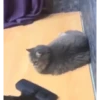 99% cats 11