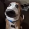 Reações do cão 24